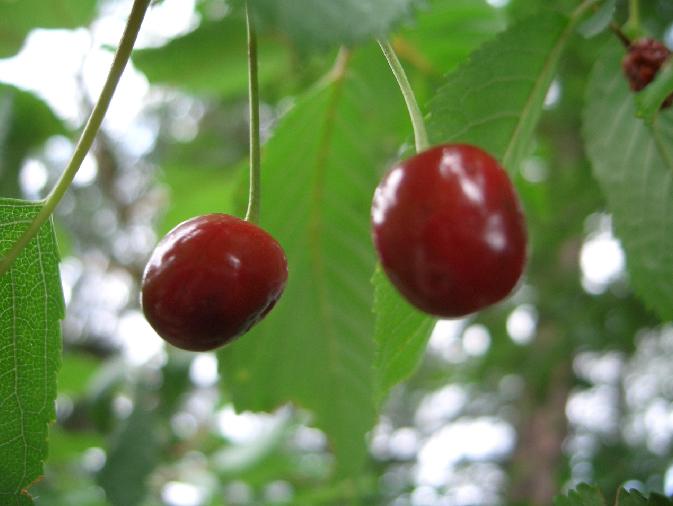 Prunus avium / Ciliegio selvatico